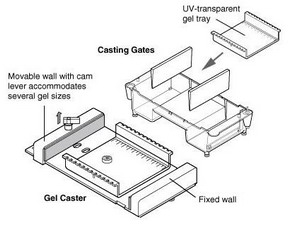 Bio-rad美國伯樂小型水平電泳槽Mini-Sub Cell GT Cell 1704486